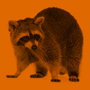 maryland raccoon removal
