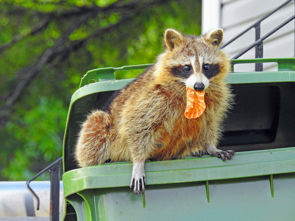 Racoon Removal - Great Lakes Nuisance Animal Control