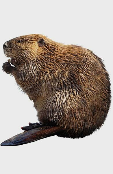 beaver removal company