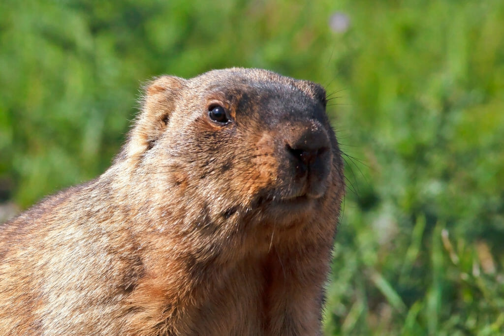 delaware groundhog removal