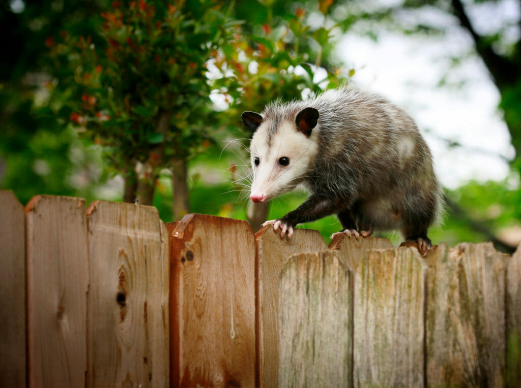 delaware opossum removal