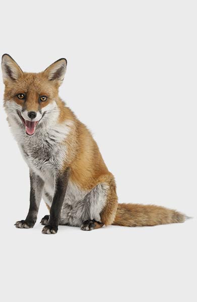 fox removal company