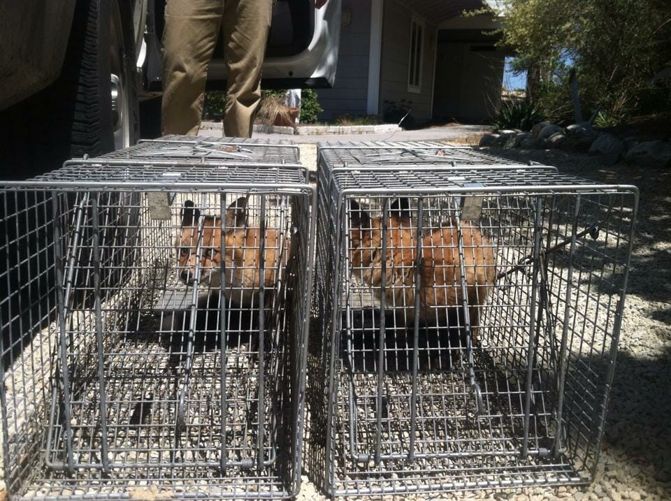 fox trapping service