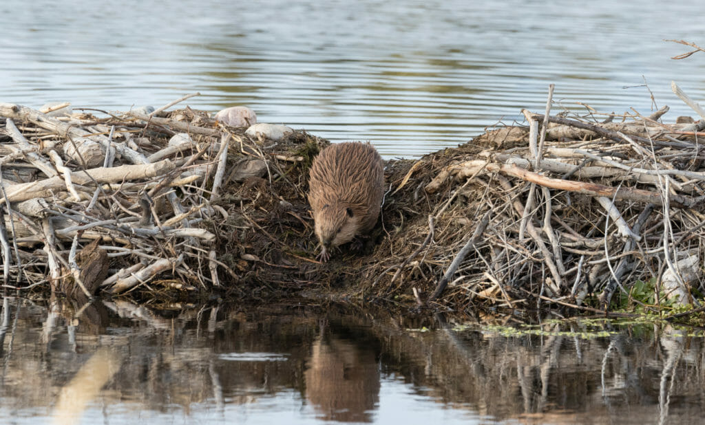 maryland beaver removal