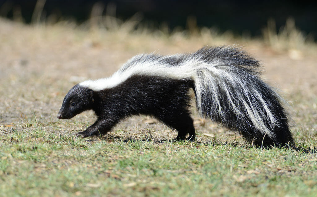 maryland skunk removal