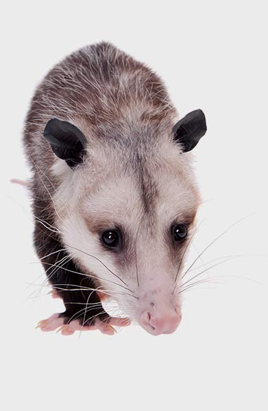 opossum removal company