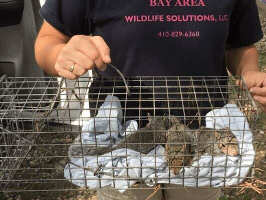 squirrel animal removal