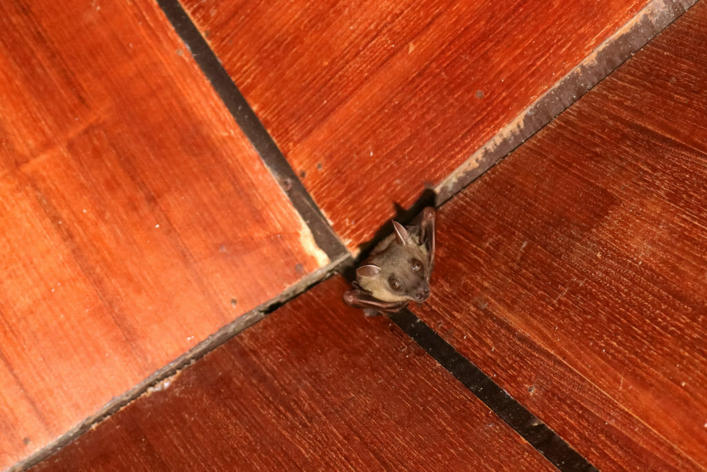 bat removal in home 1024x683 - What Do You Do When a Bat Gets Into Your House?