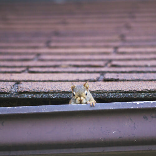 squirrel removal - Do You Have a Squirrel in Your Attic?