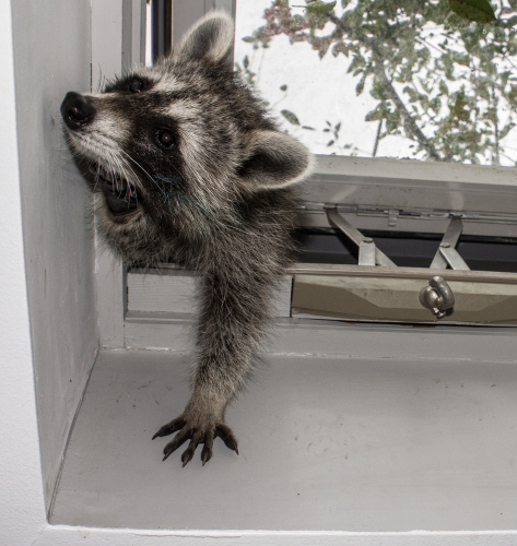 raccoon in house - 3 Signs that Raccoons are Living In Your Home