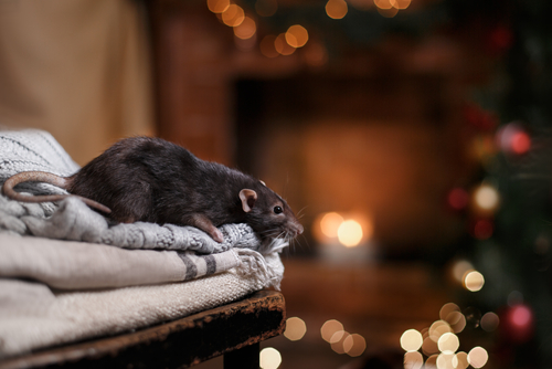 winter pests - Common Winter Pests to Look Out For