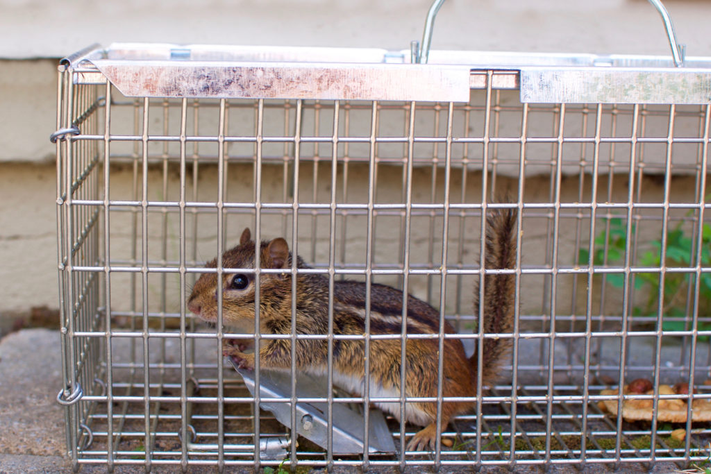 centreville md squirrel removal