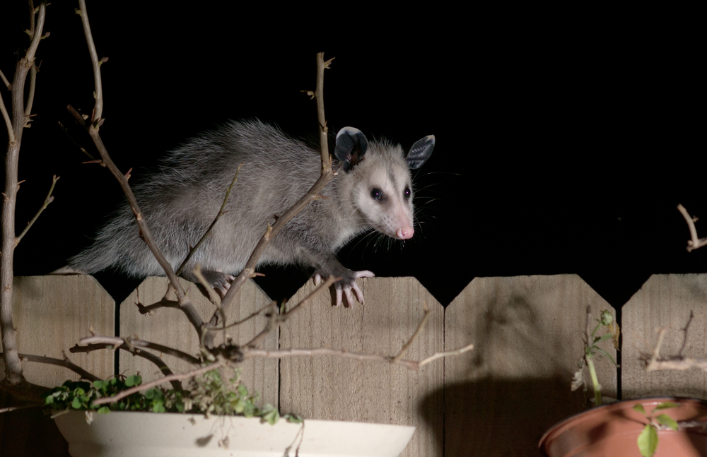 oxford md opossum removal