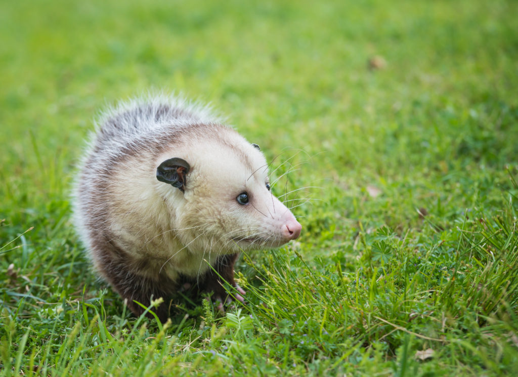 queenstown md opossum removal