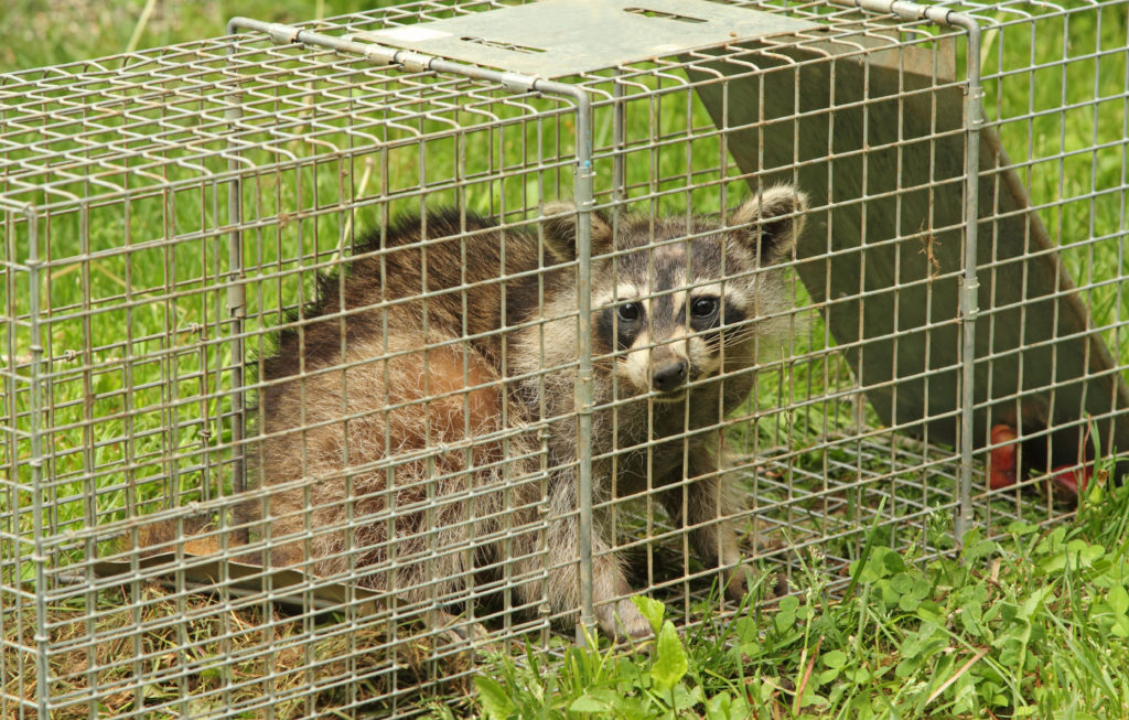 st. michaels md raccoon removal