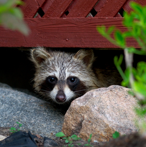wildlife removal - Benefits of Hiring a Professional Animal Removal Company