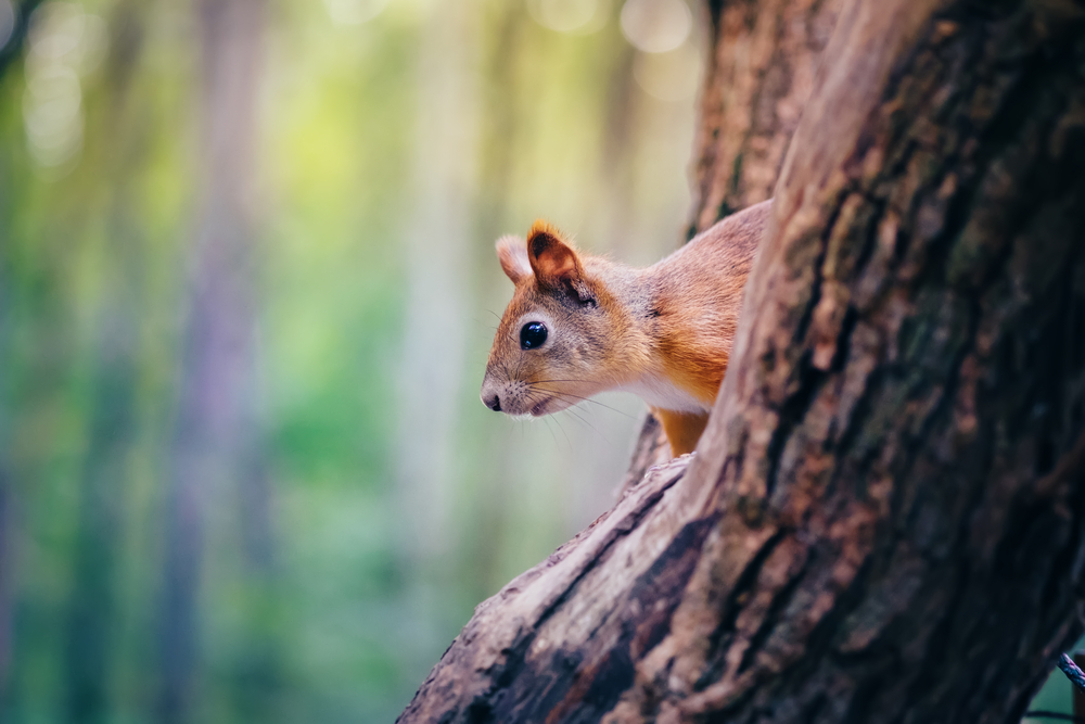 squirrel wildlife removal md - Springtime Pests: Invasive Wildlife to Look Out For