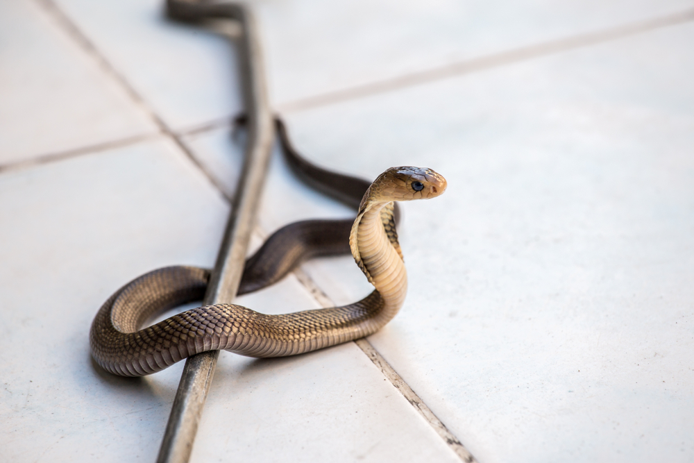 snake removal in MD - Are There Signs of Snakes In Your Home?