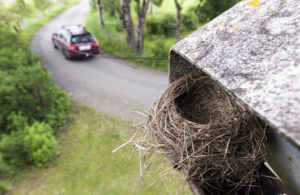 Birds nesting in your home in maryland 300x195 - Are Birds Nesting in Your Home?