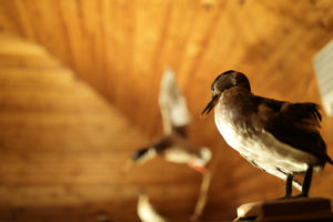 shutterstock 1233244903 300x200 - Are Birds Living in Your Attic?