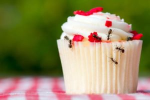 ants on cupcake 300x200 - 5 Ways Summer Insects Attract Wildlife to Your Property