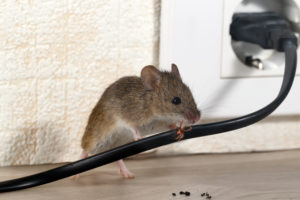 shutterstock 1073877173 300x200 - The Unforeseen Problems Critters in Your Home Can Cause