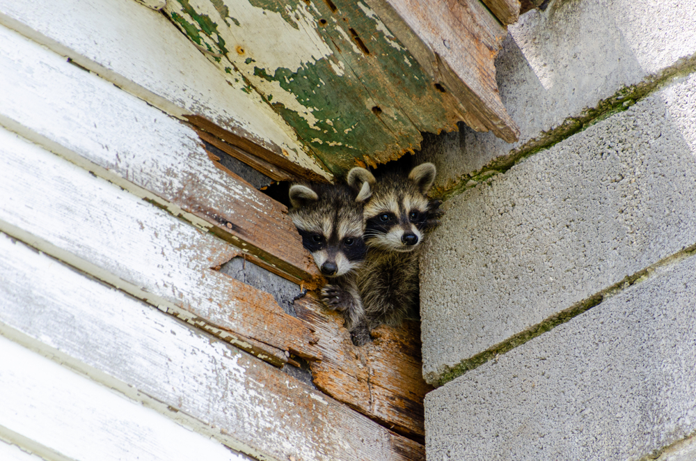 racoon removal - Getting Rid of Unwanted Raccoons from Your Home
