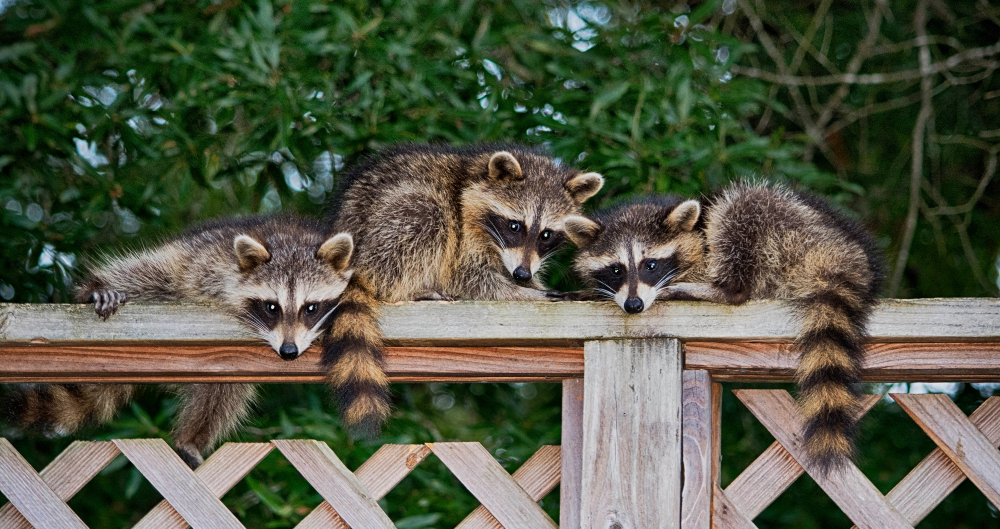 professional racoon removal - Why Hire a Trained Animal Removal Specialist