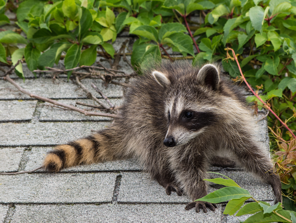 issues racoons can cause in homes - Issues Raccoons in Homes Can Cause