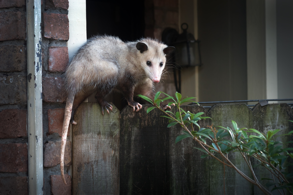 opossum removal in Maryland - Ocean City, MD Wildlife Removal