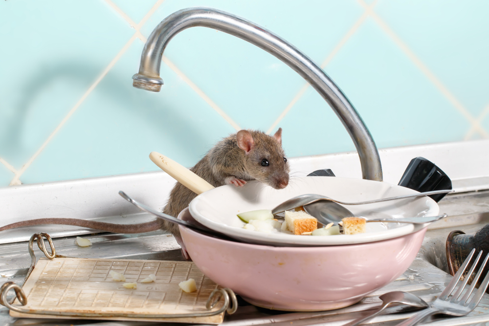 why pests enter your home - Why Critters Go Inside Houses