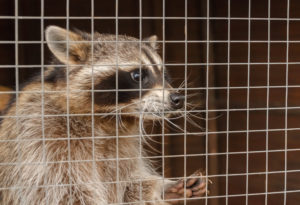 Why Hire a Professional for Raccoon Removal in Maryland 300x205 - Why Hire a Professional for Raccoon Removal in Maryland