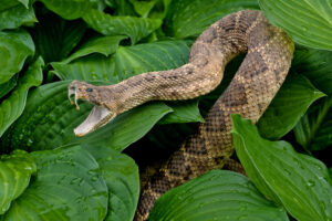 Which Snakes in Maryland Are Dangerous 300x200 - Which Snakes in Maryland Are Dangerous