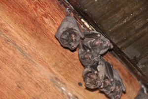 How to Get Bats Out of My Home 300x200 - How to Get Bats Out of My Home?