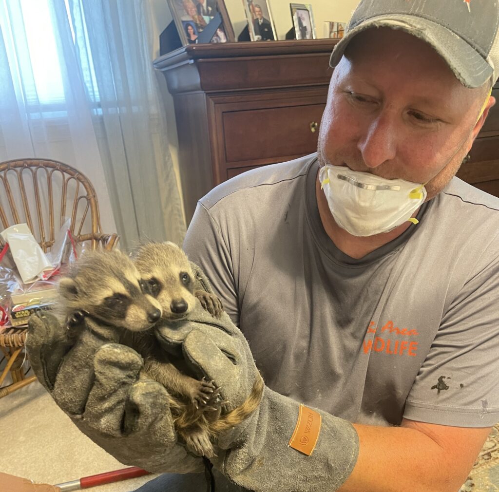 bay area wildlife employee removing baby racoons from a home