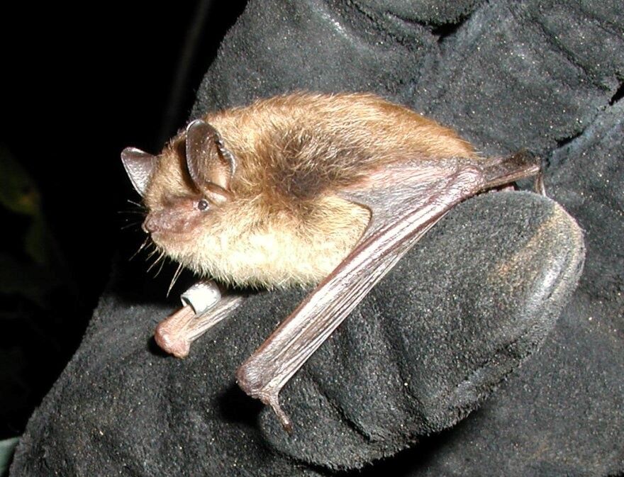 small bat being removed from a home
