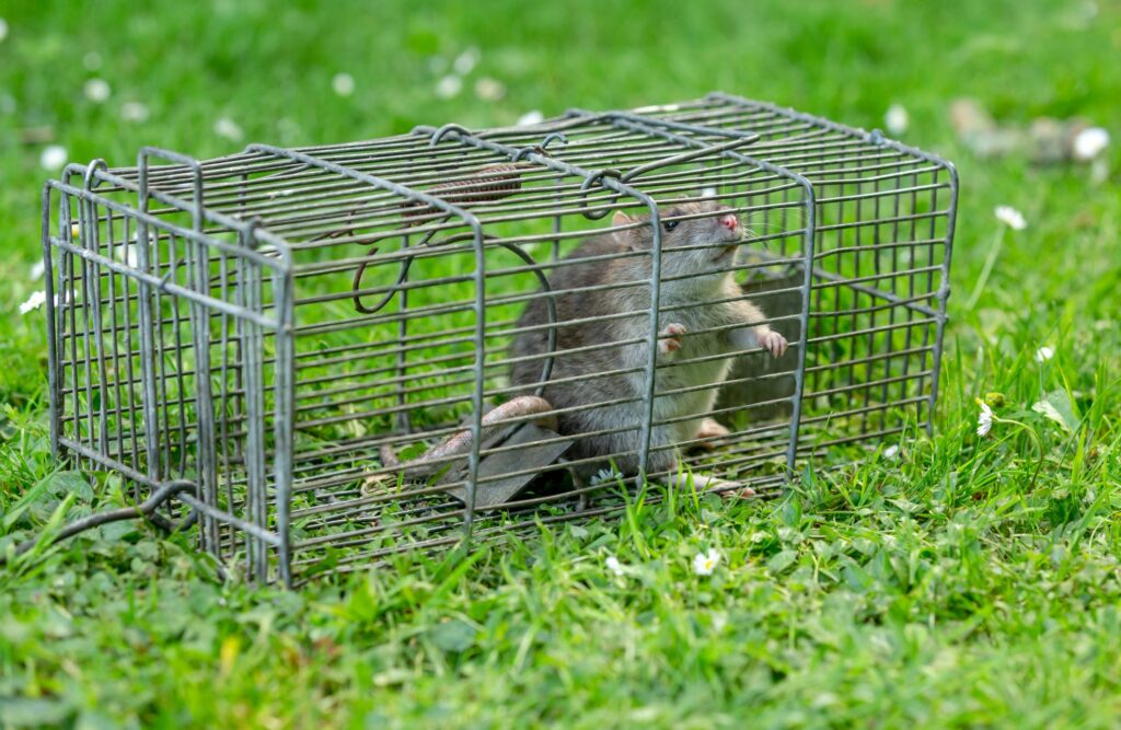 brown rat humanely trapped in a cage