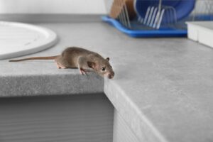 bay area wildlife december 2023 blog image 300x200 - Problems That Unwanted Mice Can Cause