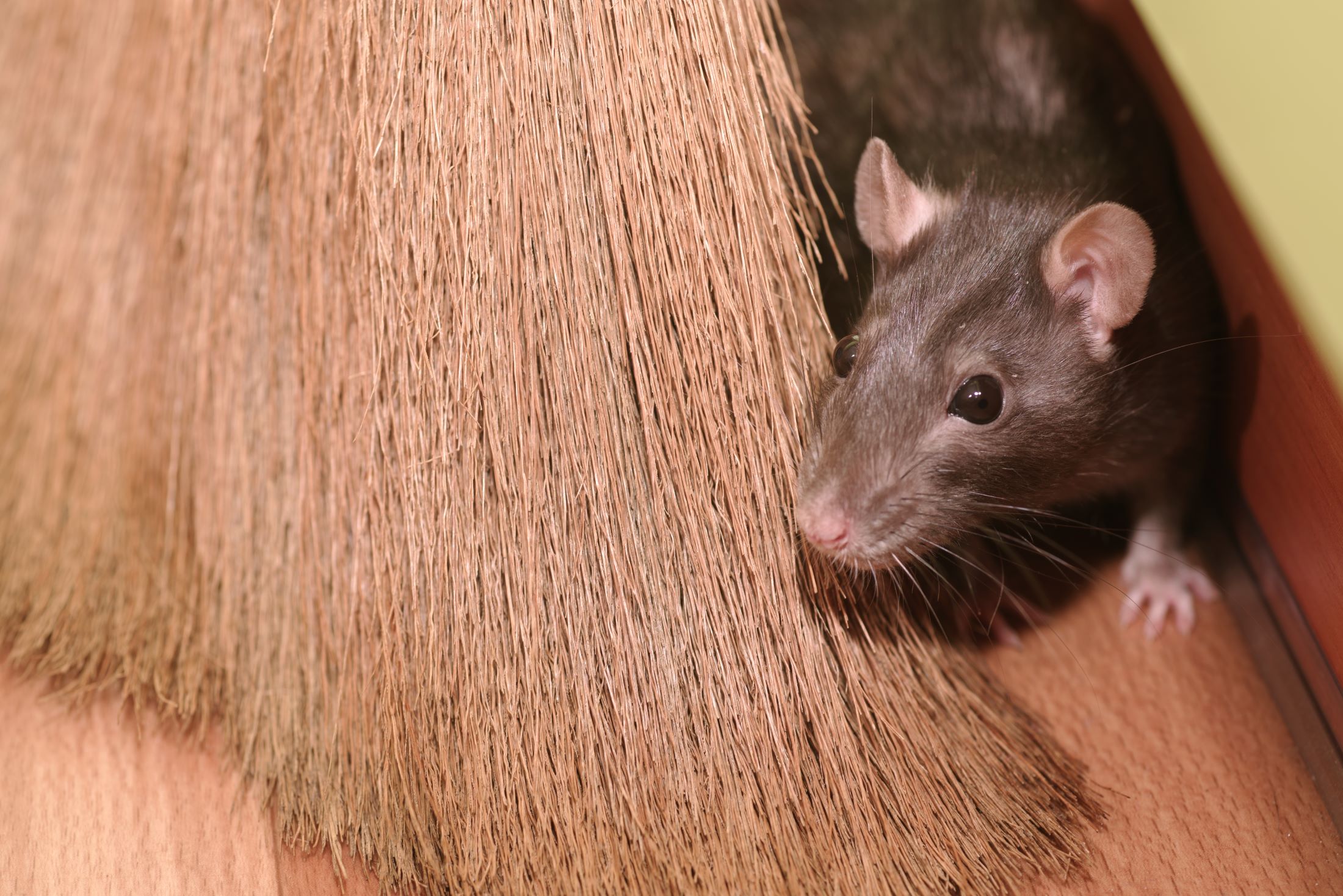 7 Signs You Have a Mouse or Rat in Your Home - 7 Signs You Have a Mouse or Rat in Your Home